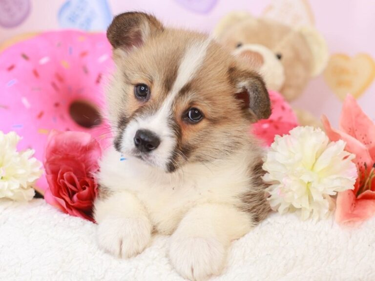 Pembroke Welsh Corgi