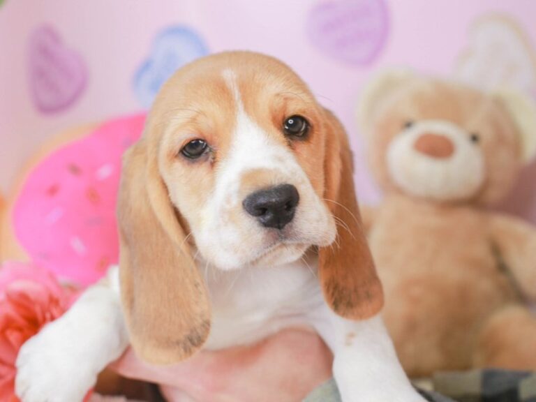 Beagle