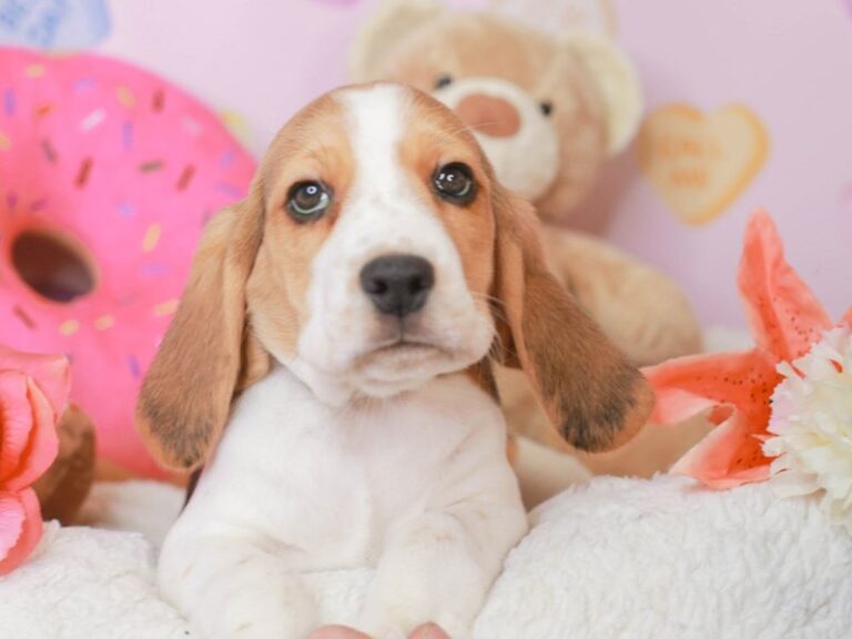 Beagle
