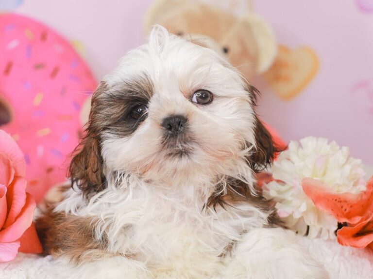Shih Tzu
