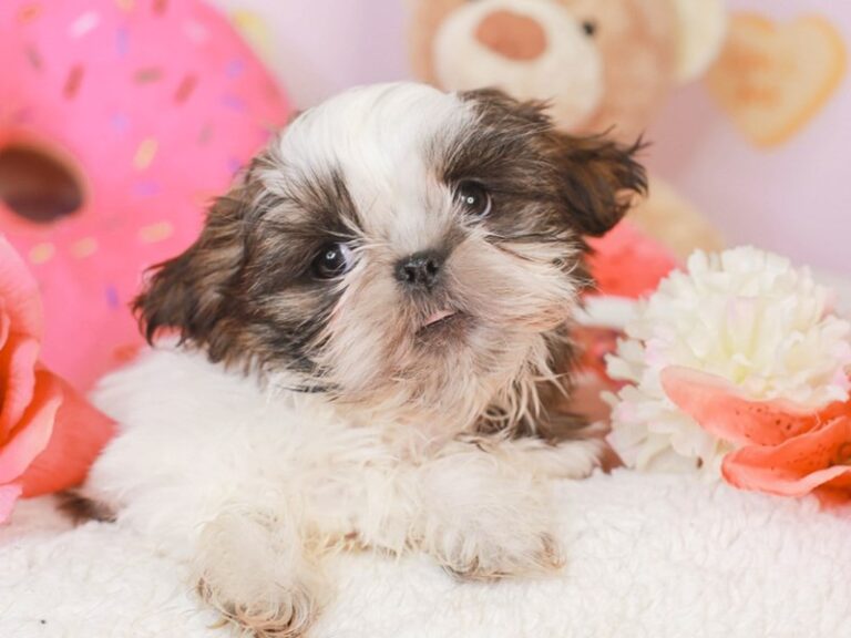 Shih Tzu
