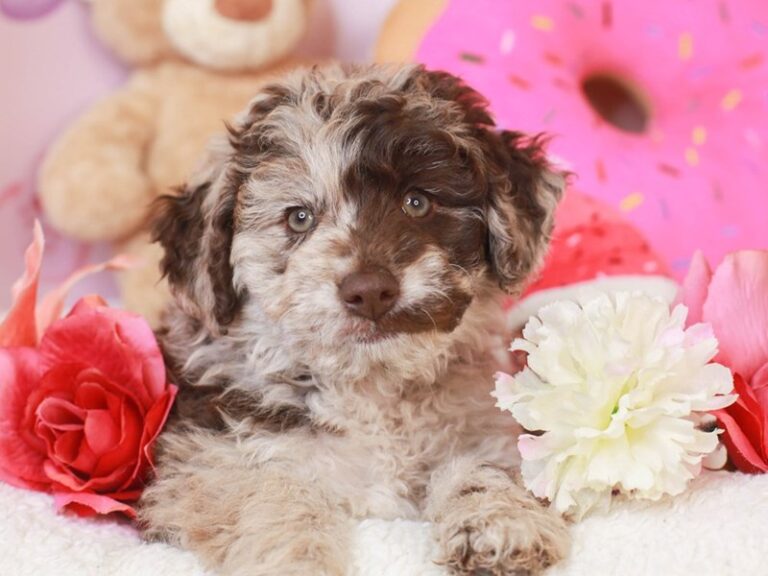 Mini Australian Labradoodle