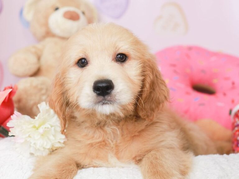 Mini Goldendoodle