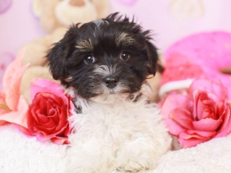 Havanese