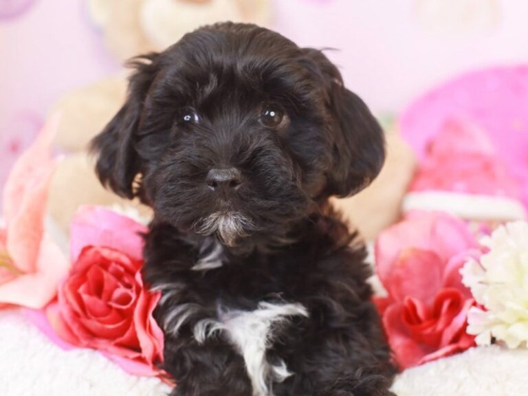 Havanese