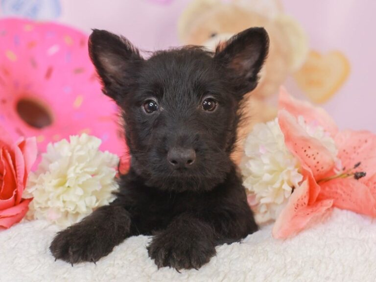 Scottish Terrier