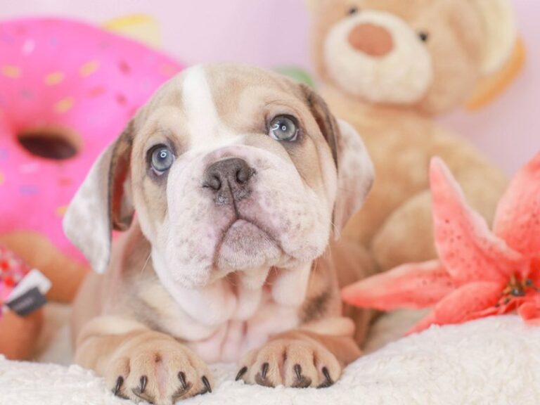 English Bulldog