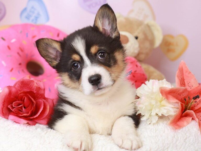 Pembroke Welsh Corgi