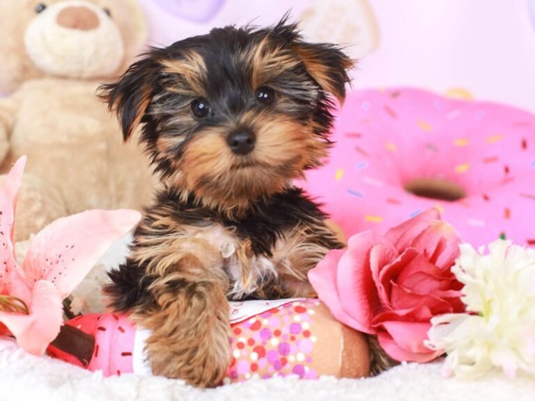 Yorkshire Terrier