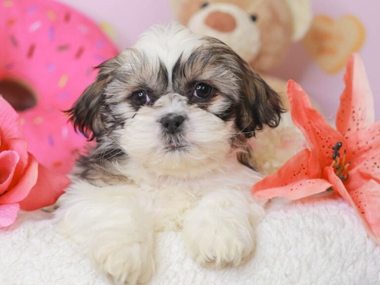 Shih Tzu