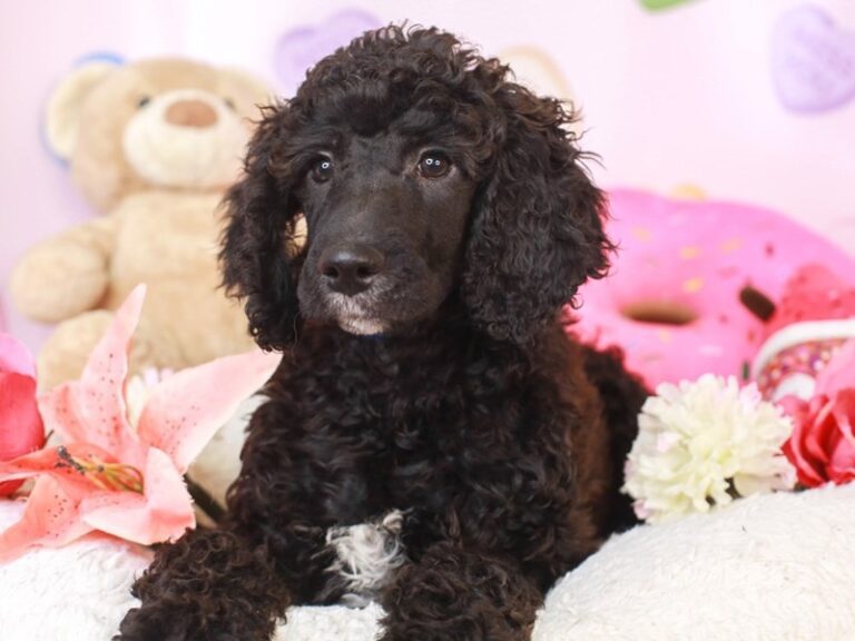 Standard Poodle
