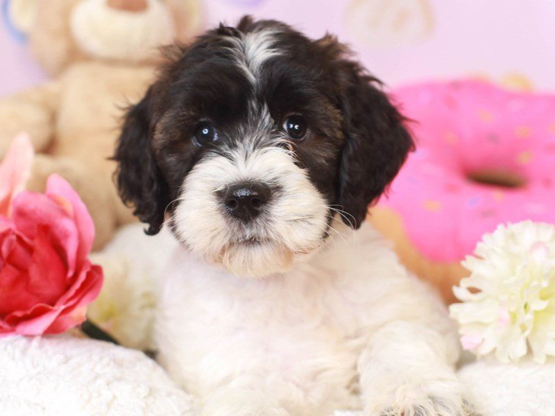 Whoodle-Female-BLK, WHT, BRN PARTI-3507314-Animal Kingdom | Puppies N Love