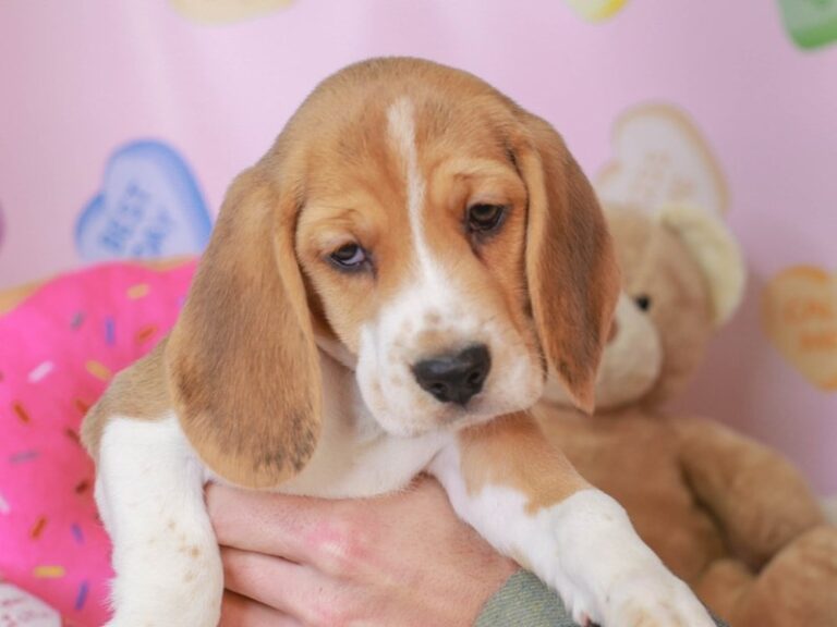 Beagle