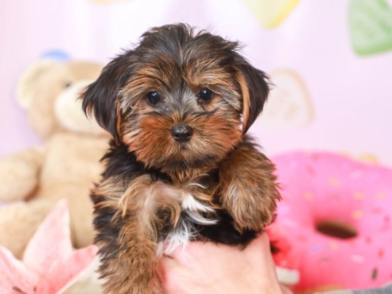 Yorkshire Terrier
