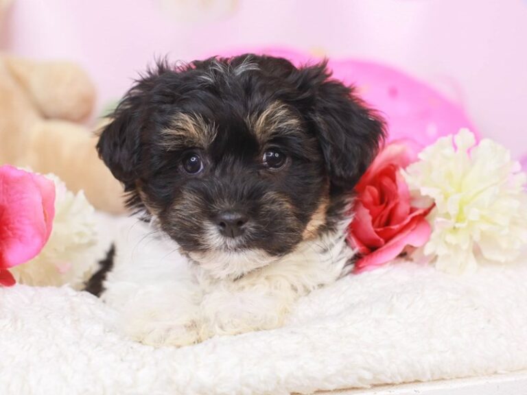 Havanese