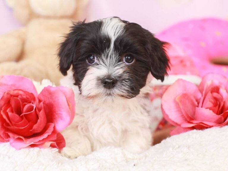 Havanese