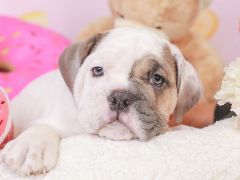 English Bulldog