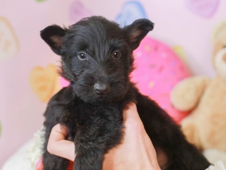Scottish Terrier