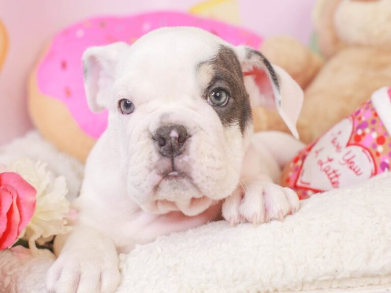 English Bulldog