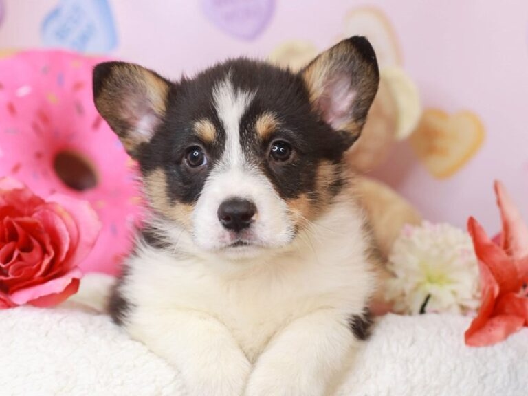 Pembroke Welsh Corgi
