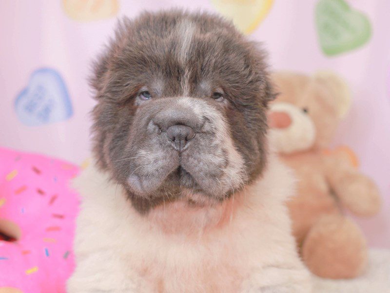 Shar Pei-Male-Blue & Wh-3507402-Animal Kingdom | Puppies N Love