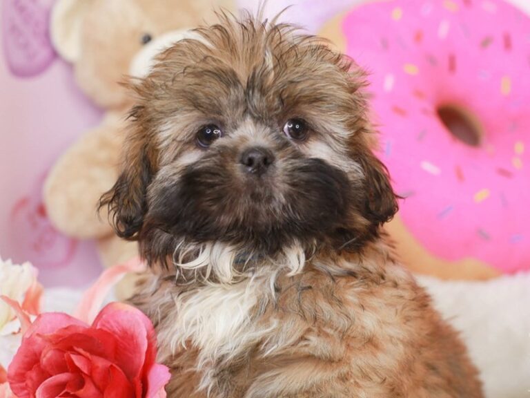 Shih Tzu