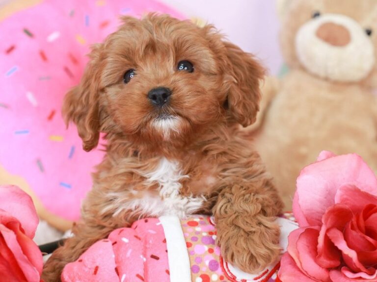 Cavapoo