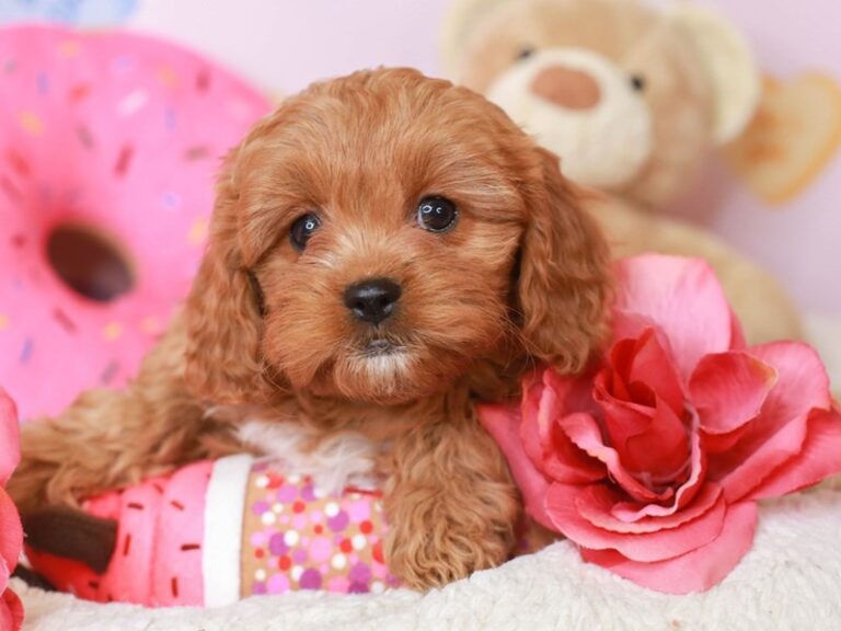 Cavapoo