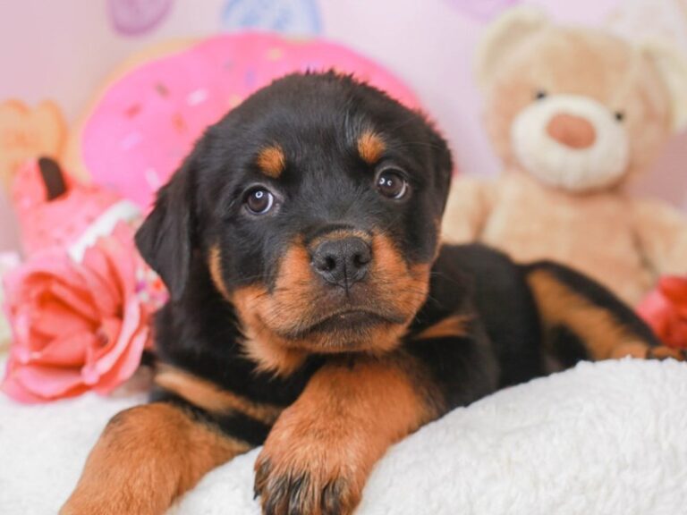 Rottweiler