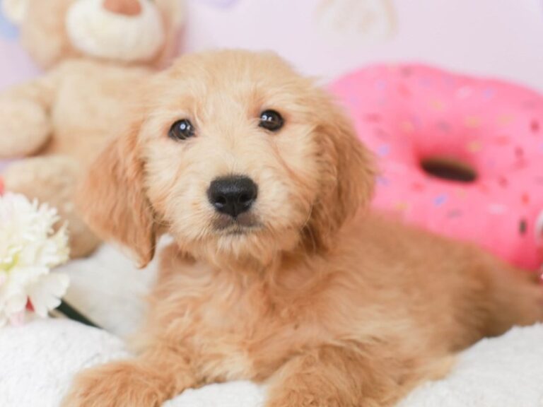 Mini Goldendoodle