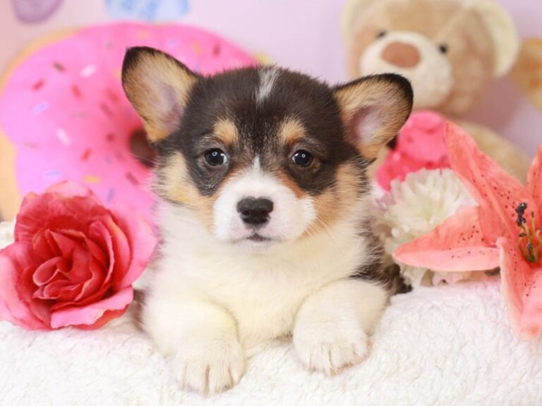 Pembroke Welsh Corgi