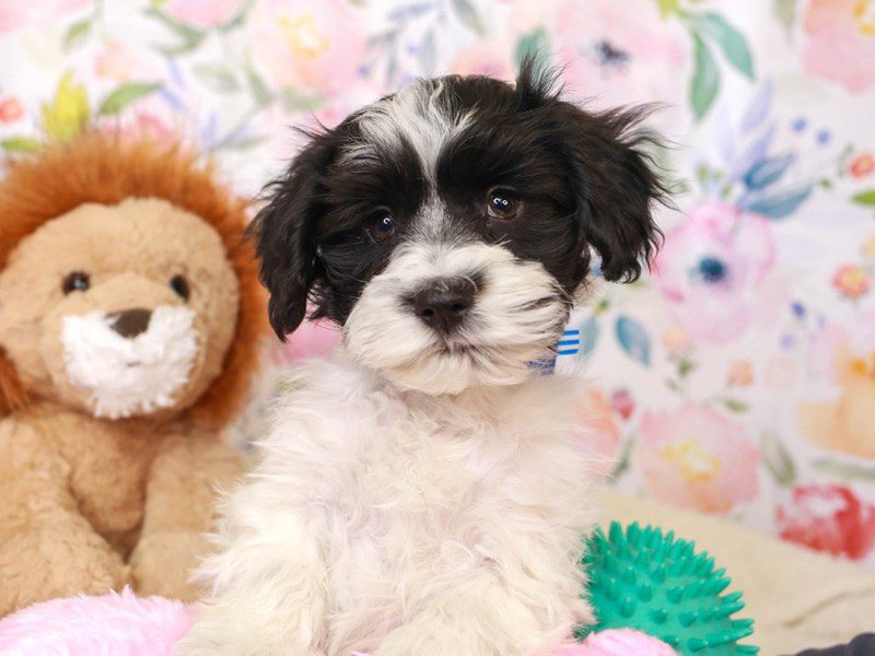 Schnese-Male-black & white-3518255-Animal Kingdom | Puppies N Love