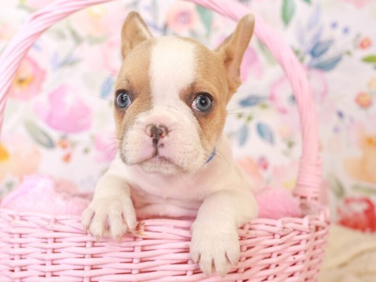 French Bulldog
