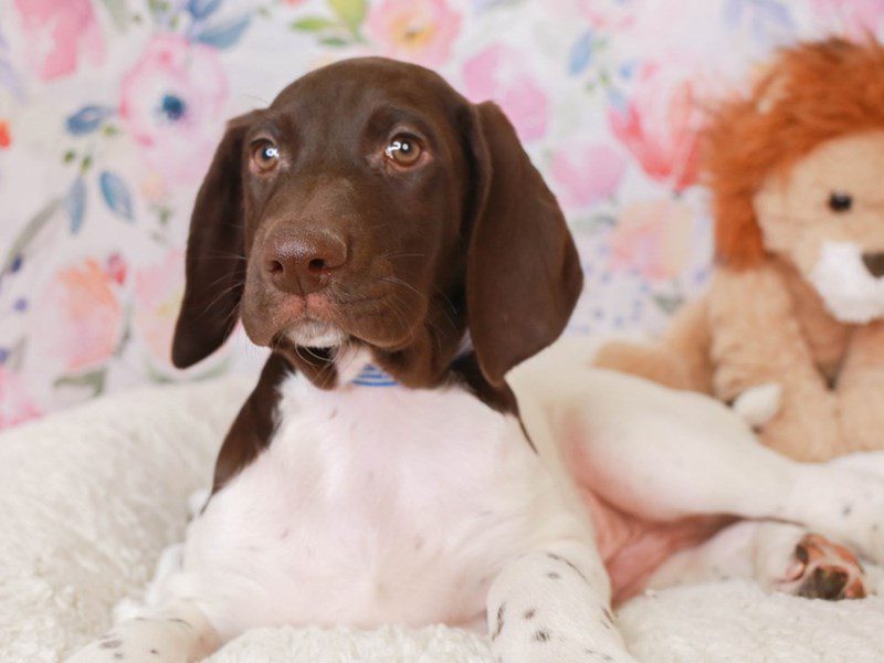 German Shorthair Pointer-Male-Patehed-3519300-Animal Kingdom | Puppies N Love