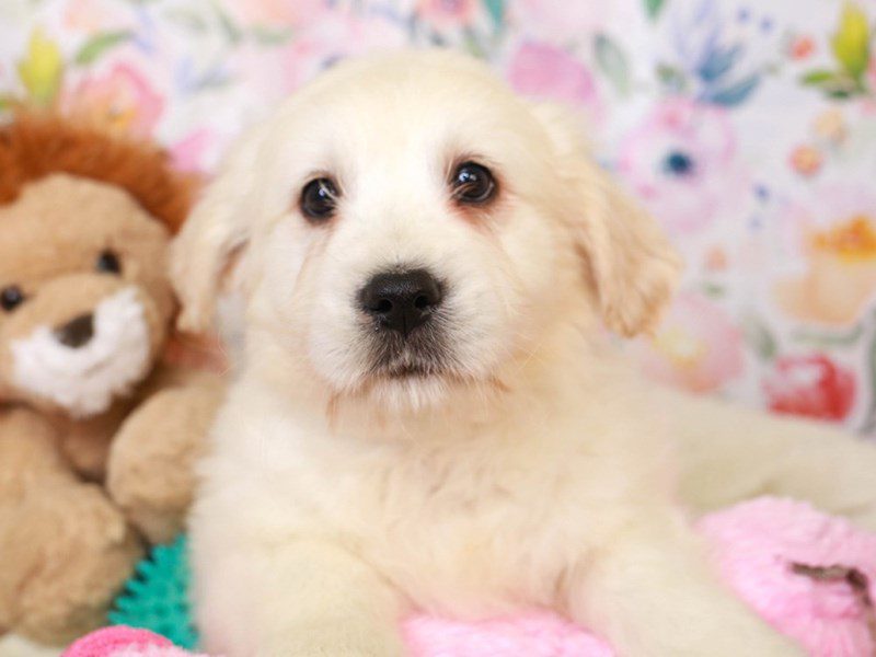 Golden Tulear-Male-WHITE-3518043-Animal Kingdom | Puppies N Love