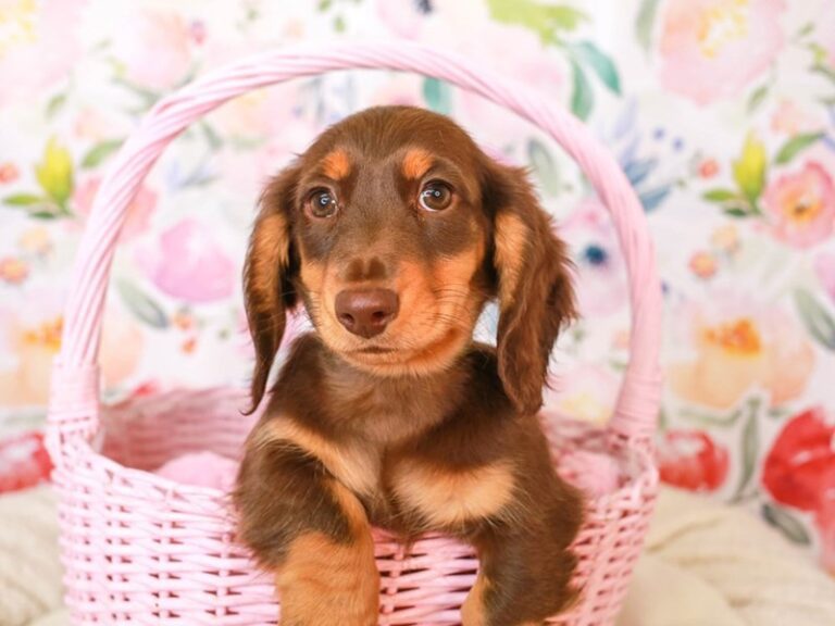 Dachshund