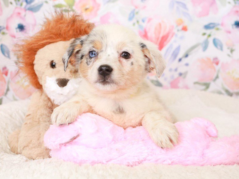 Mini Texas Heeler-Female-BL Merle-3519068-Animal Kingdom | Puppies N Love