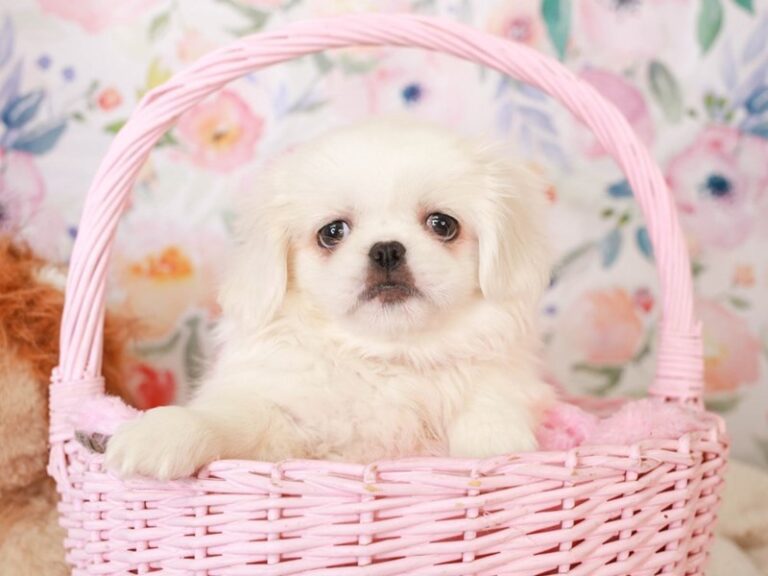 Pekingese