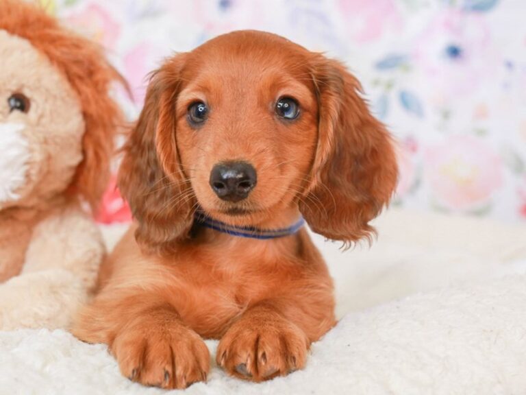 Dachshund