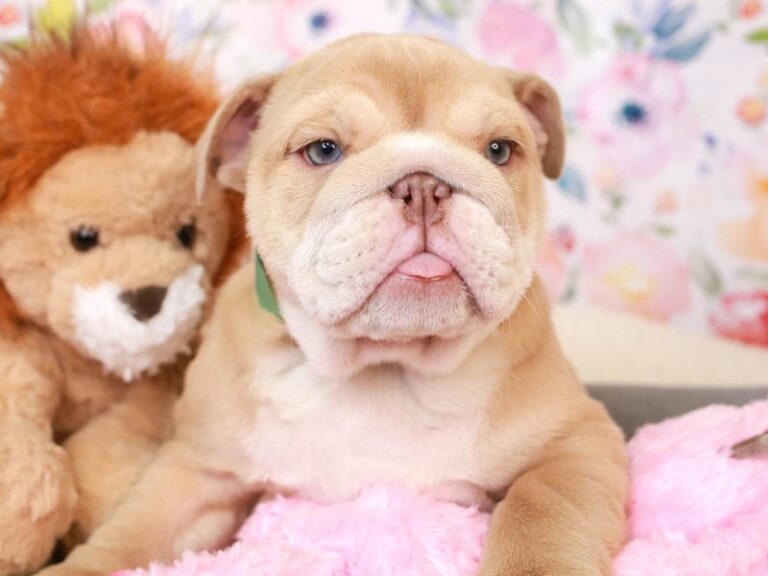 English Bulldog