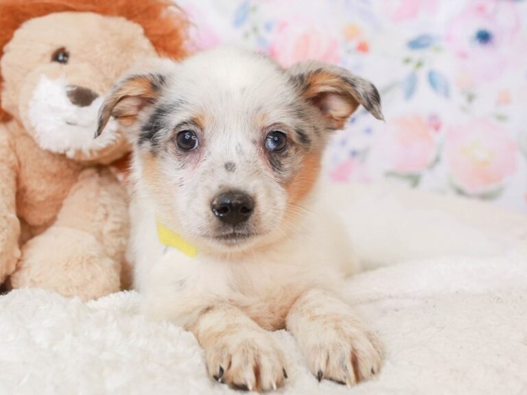Mini Texas Heeler