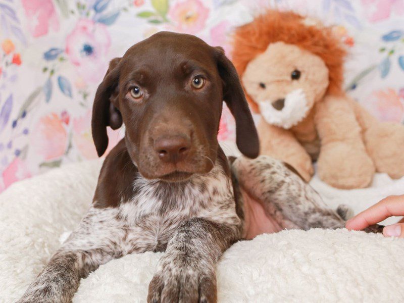 German Shorthair Pointer-Female-Patehed & Ticked-3519301-Animal Kingdom | Puppies N Love