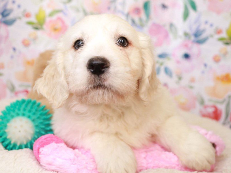 Golden Tulear-Male-CREAM-3518044-Animal Kingdom | Puppies N Love