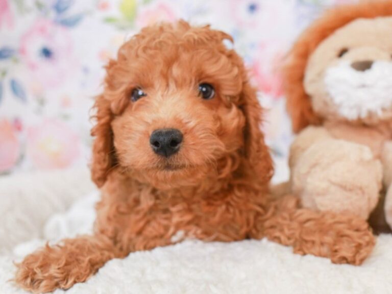 Mini Labradoodle