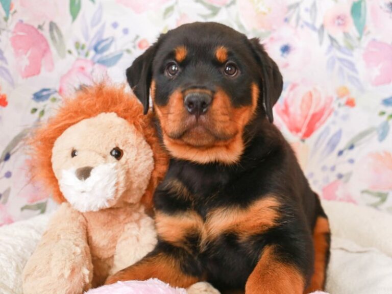 Rottweiler