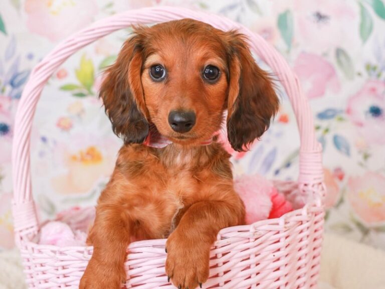 Dachshund