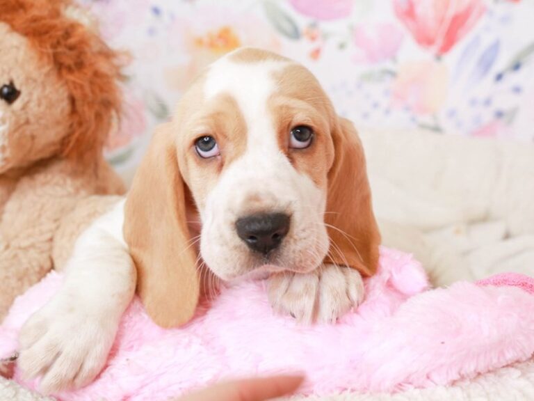 Beagle
