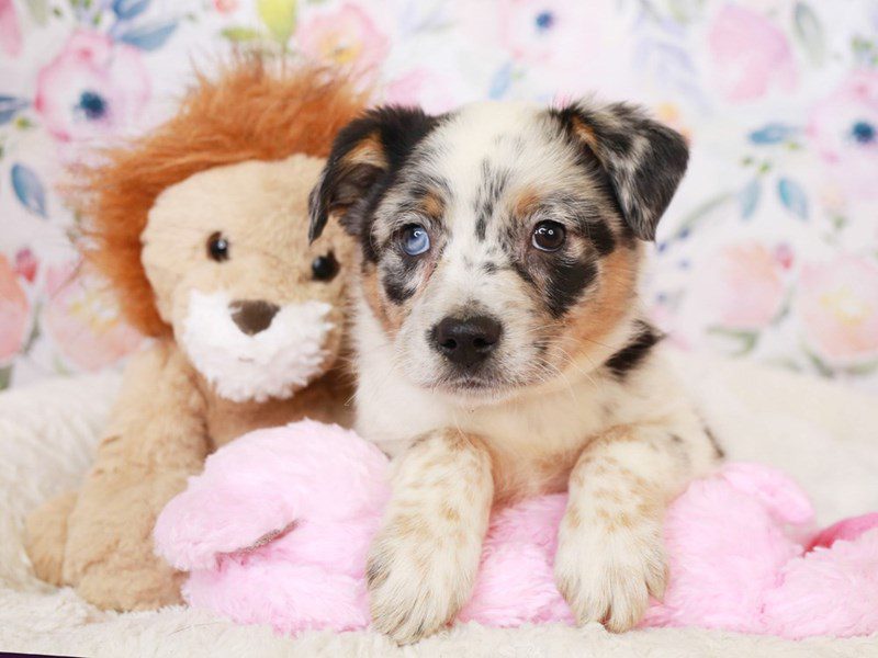 Mini Texas Heeler-Male-BL Merle-3519067-Animal Kingdom | Puppies N Love