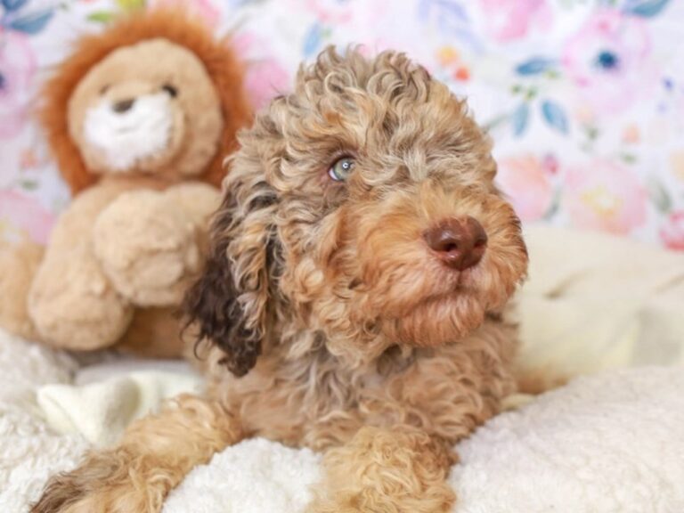 Goldendoodle