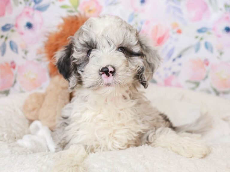 Mini Sheepadoodle